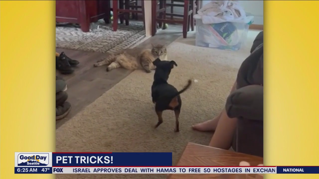 Pet Tricks for Wednesday, November 22