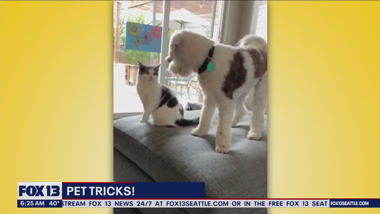 Pet Tricks for Tuesday, November 21