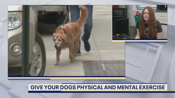 Tips for training pets who may have joined the family over the holidays