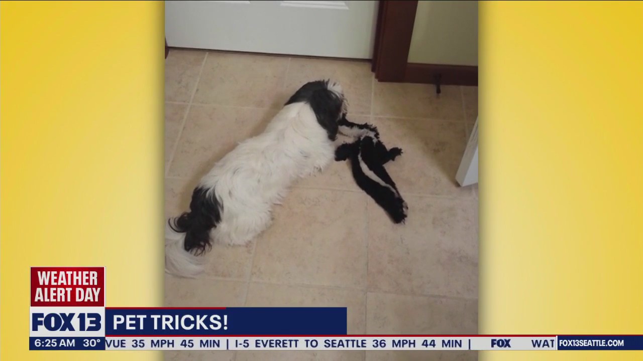 Pet Tricks for Wednesday, November 29