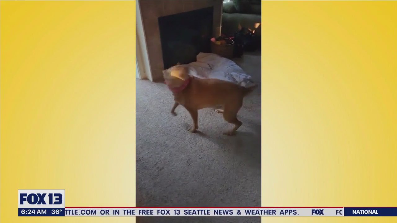 Pet Tricks for Thursday, November 30