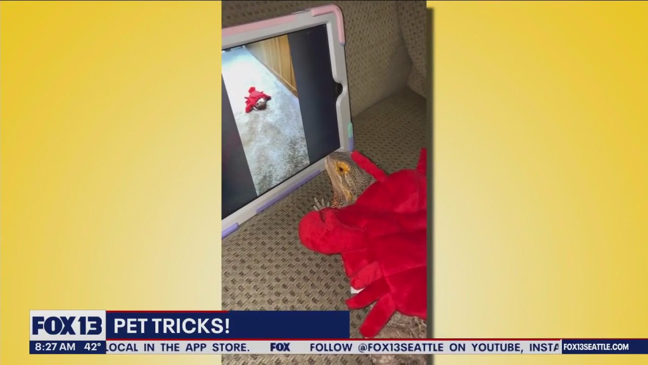 Pet Tricks for Friday, December 1