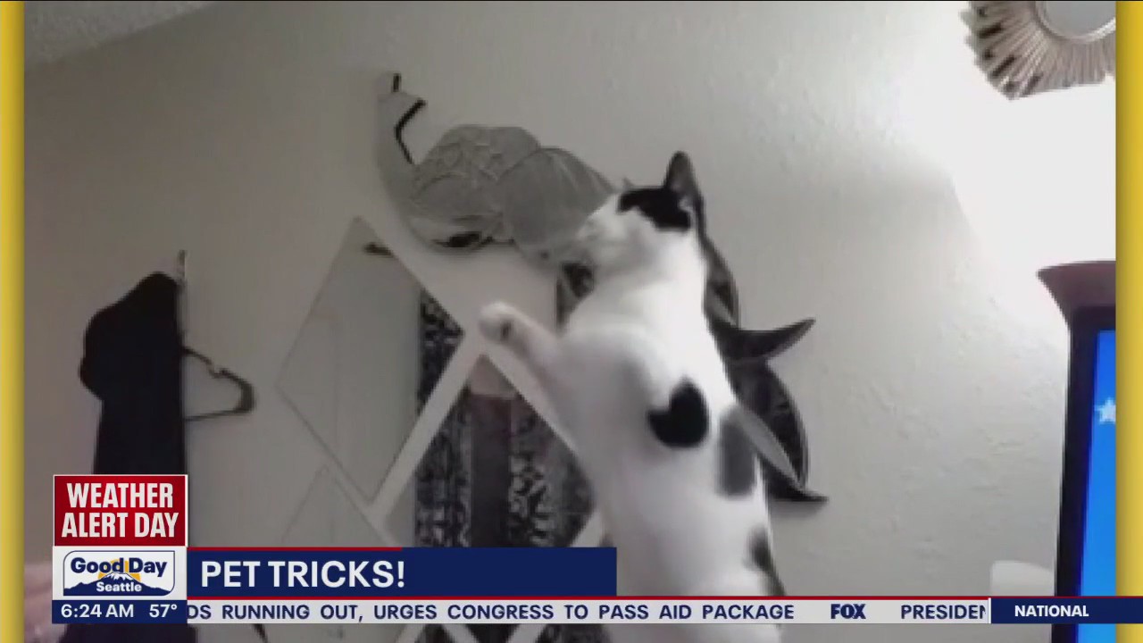 Pet Tricks for Tuesday, December 5
