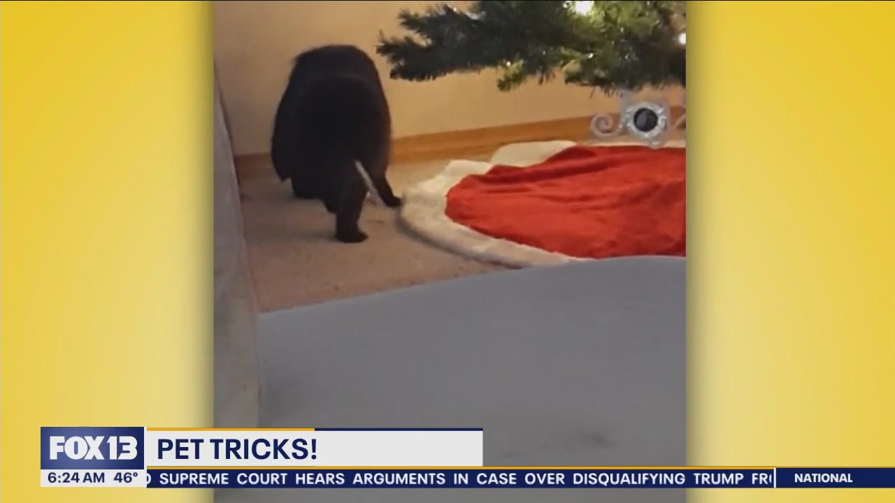 Pet Tricks for Thursday, December 7