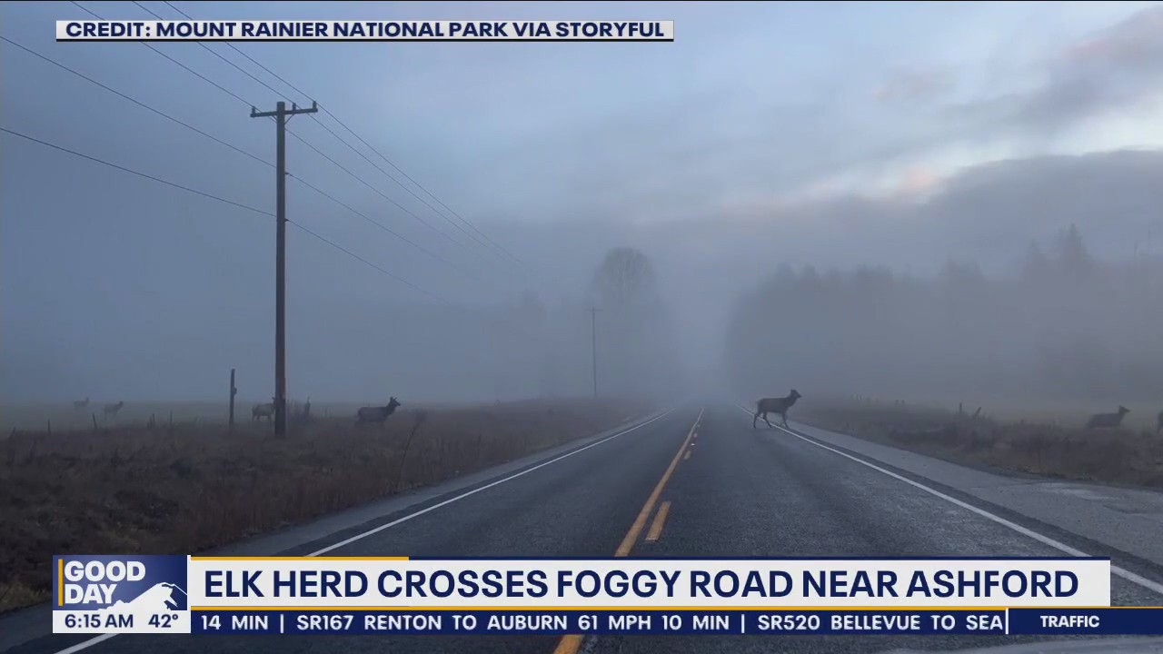 Elk Herd crosses hazy road in Washington