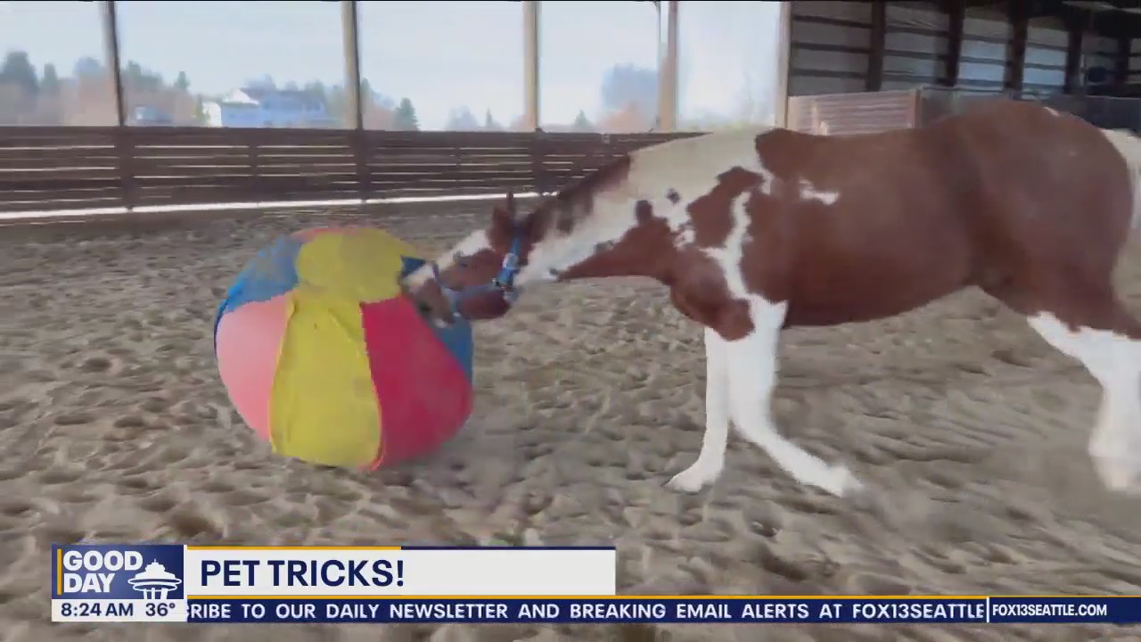 Pet Tricks for Wednesday, December 13