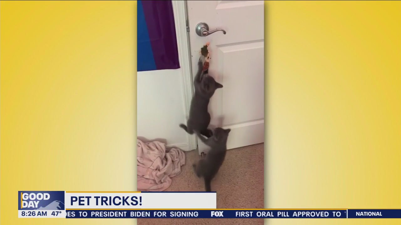 Pet Tricks for Friday, December 15