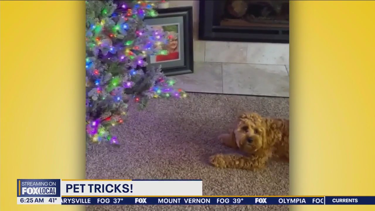 Pet Tricks for Wednesday, December 20