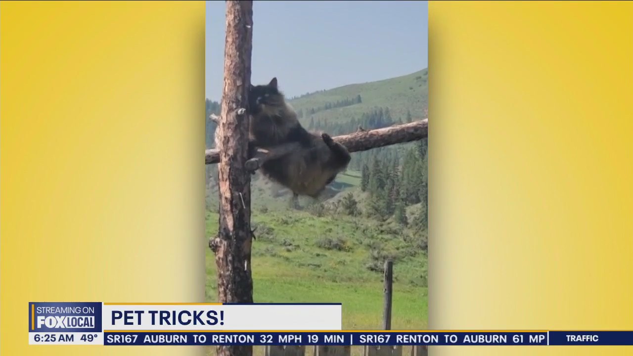 Pet Tricks for Tuesday, December 19