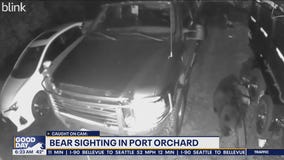 Bear sighting in Port Orchard