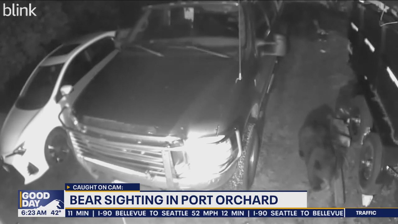 Bear sighting in Port Orchard
