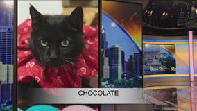 FurEver Home: Feb. 13, 2022