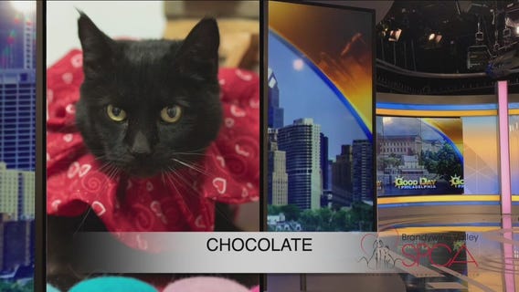 FurEver Home: Feb. 13, 2022