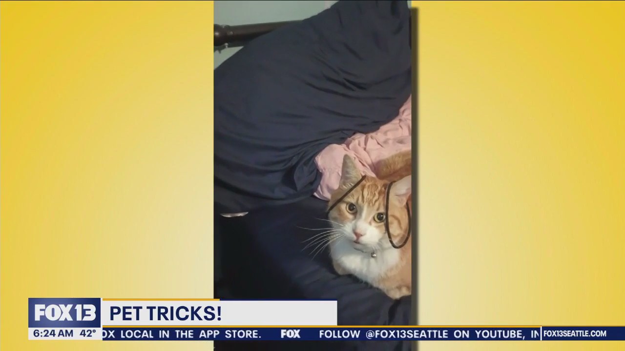 Pet Tricks for Thursday, December 21