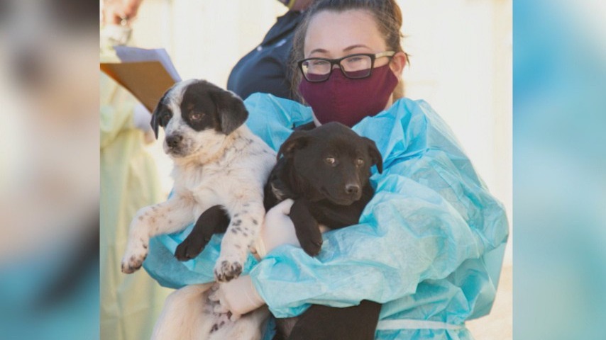 Arizona Humane Society welcomes dozens of dogs from the Navajo Nation