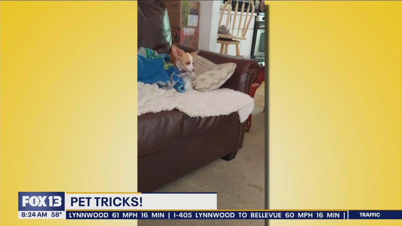 Pet Tricks for Friday, December 29