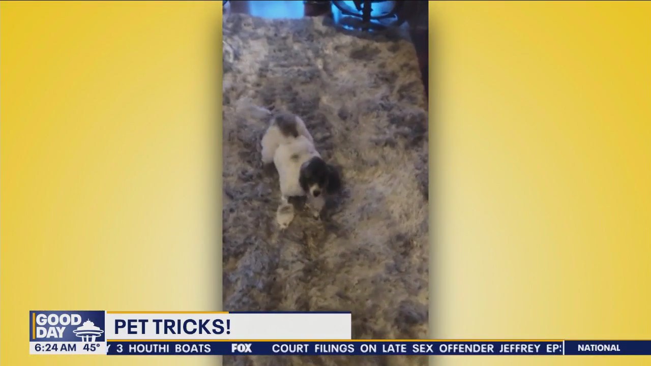 Pet Tricks for Wednesday, January 3