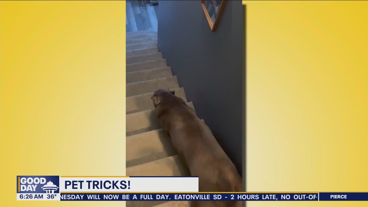 Pet Tricks for Wednesday, January 10