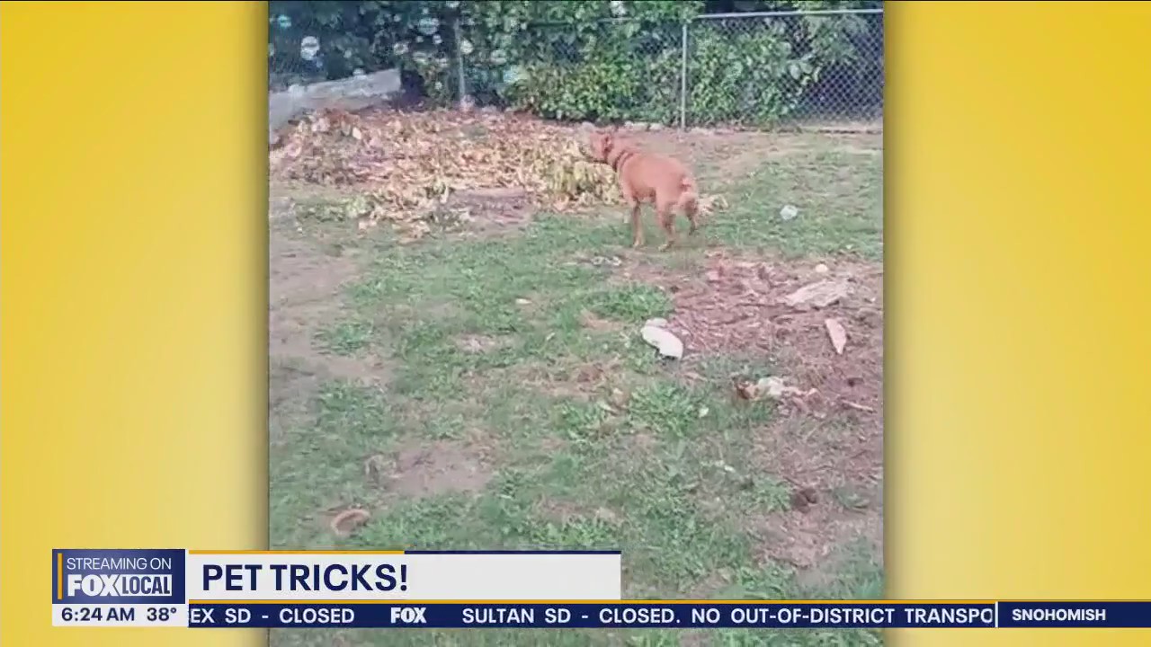 Pet Tricks for Friday, January 19