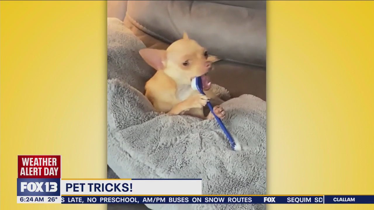 Pet Tricks for Tuesday, January 16