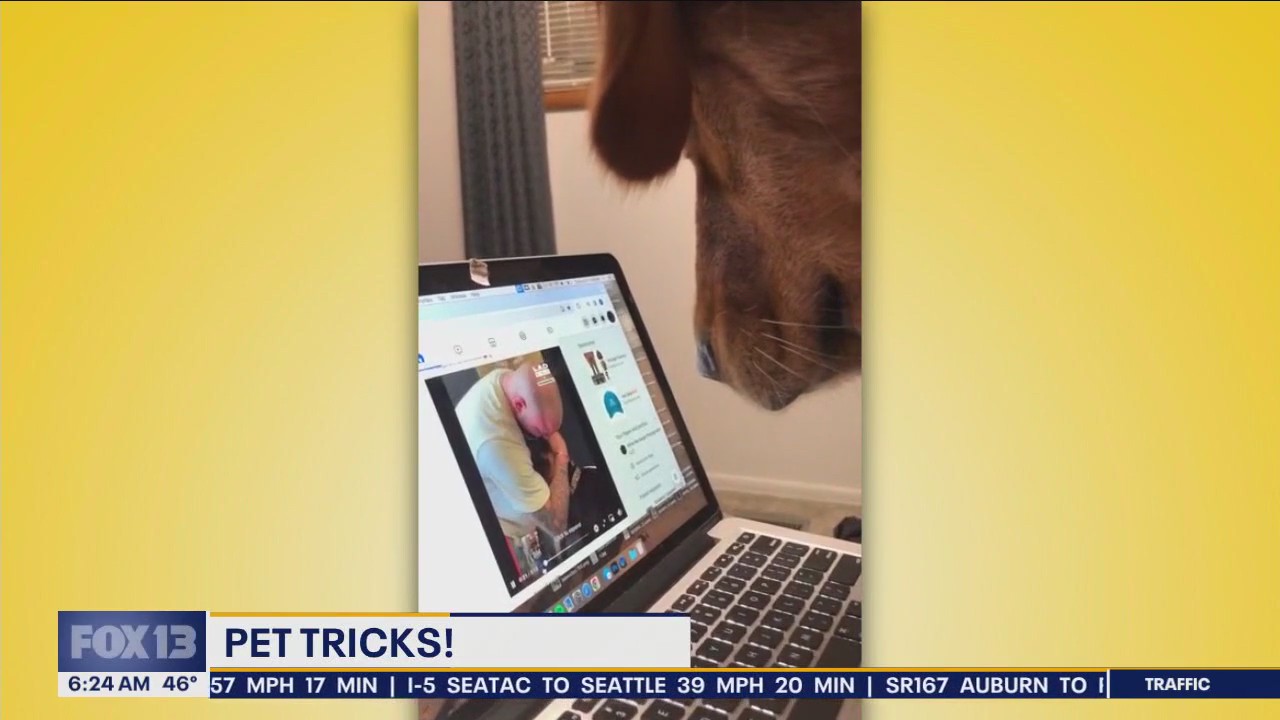 Pet Tricks for Monday, January 22