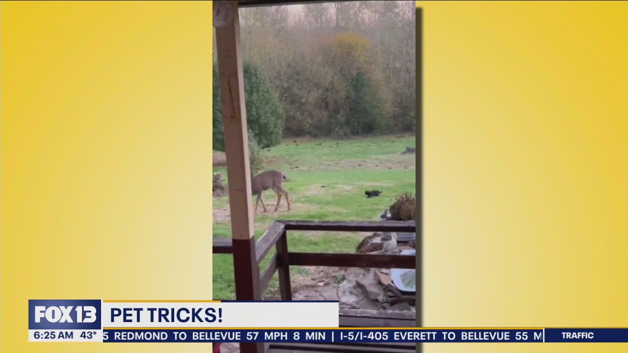 Pet Tricks for Thursday, January 25