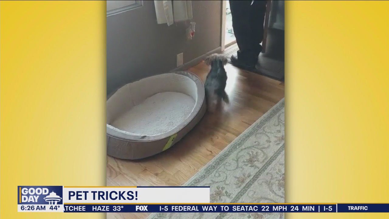 Pet Tricks for Wednesday, January 24