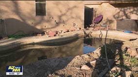 Truck crashes into Goodyear family's backyard pool