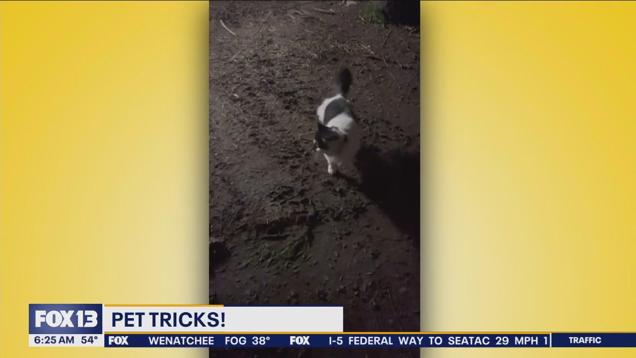 Pet Tricks for Wednesday, January 31