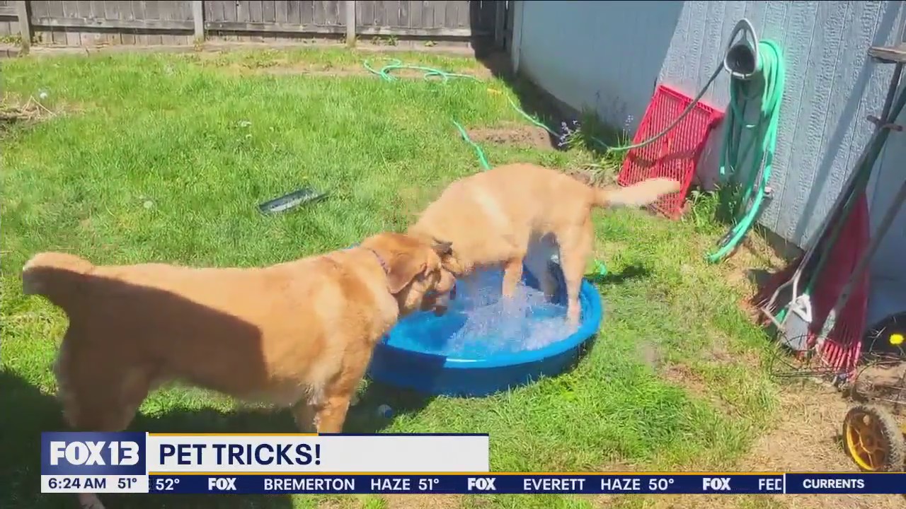 Pet Tricks for Thursday, February 1