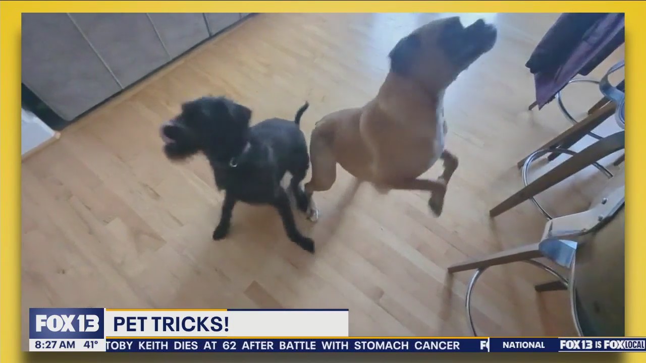 Pet Tricks for Tuesday, Feb. 6