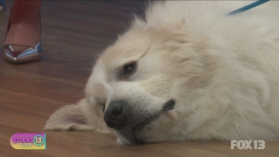 Ways to keep pet costs down with Urban Animal