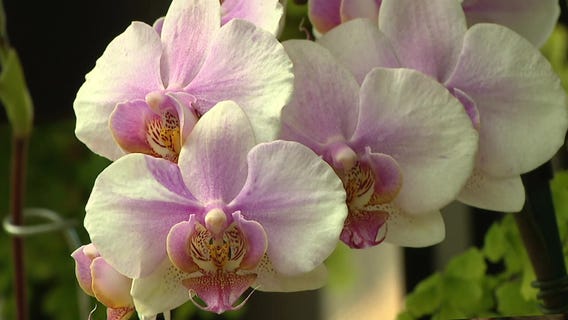 The Orchid House at Longwood Gardens