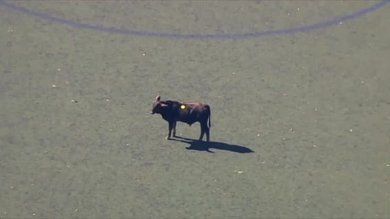 VIDEO: Cow on the loose in Brooklyn