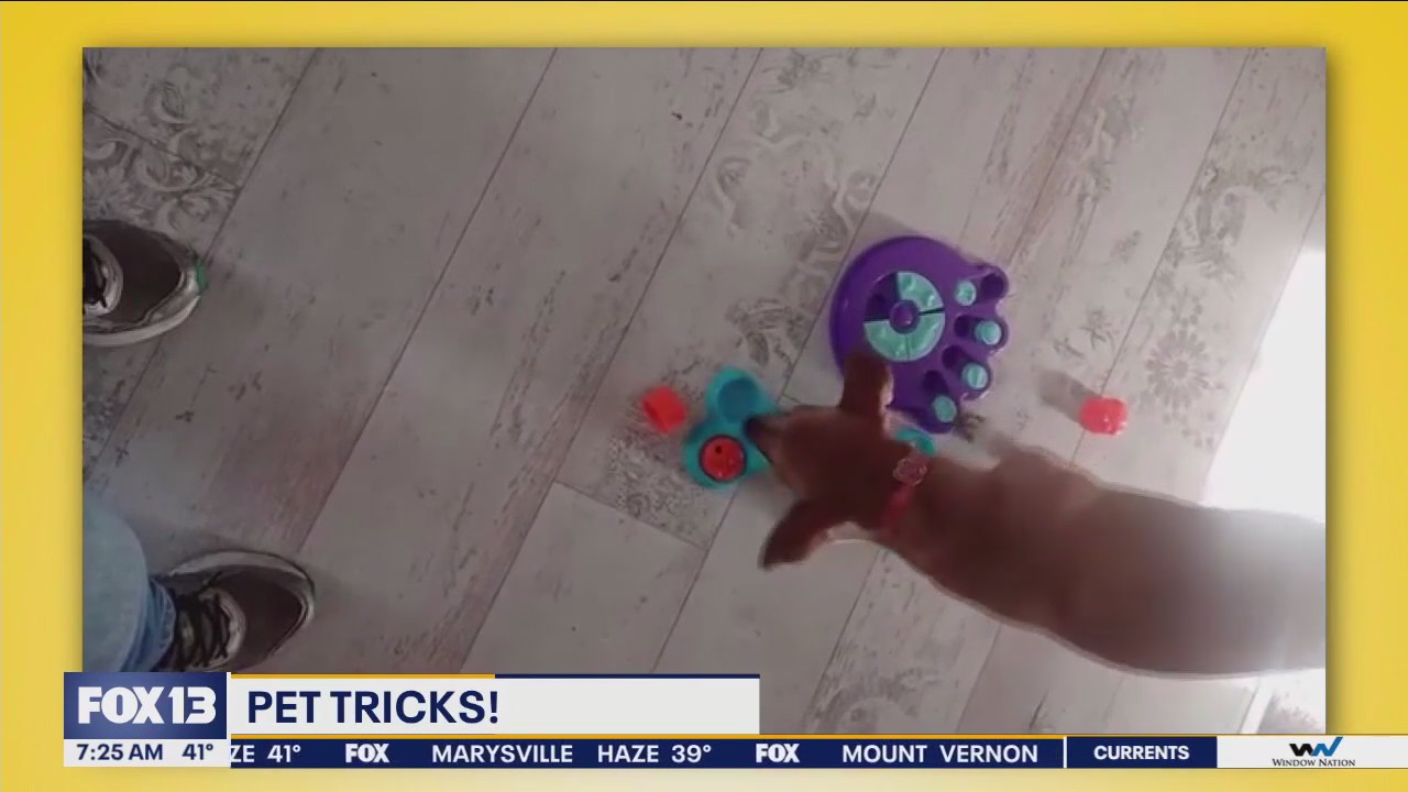 Pet Tricks for Thursday, February 8