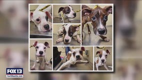 7 puppies abandoned in Renton