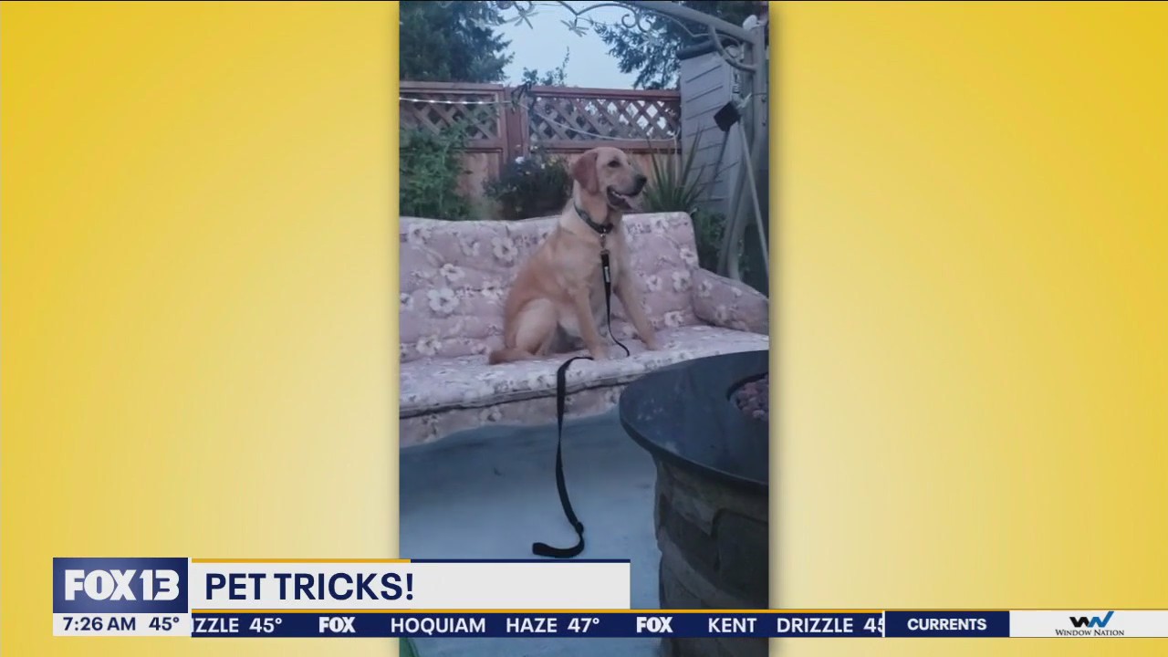 Pet Tricks for Monday, February 12