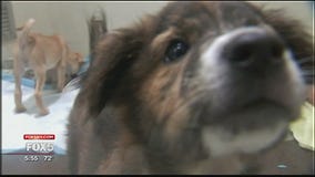 Dogs saved from Puerto Rico