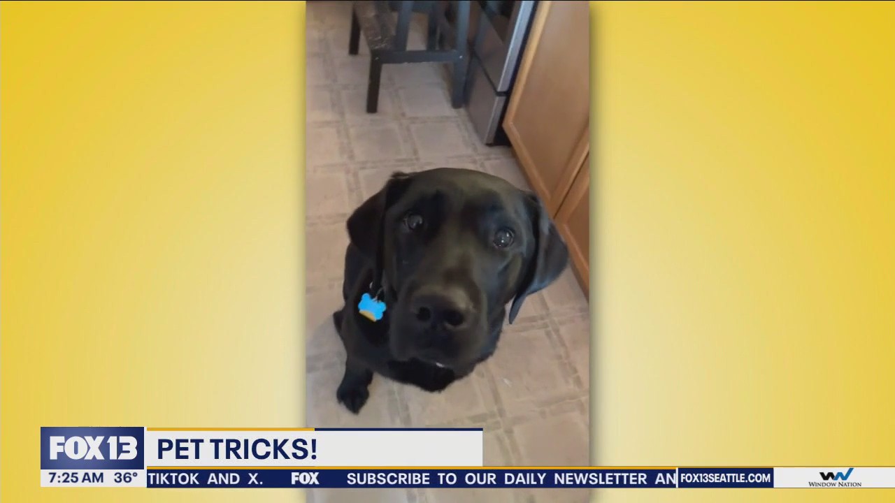 Pet Tricks for Friday, February 16