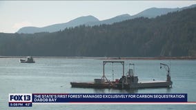 Washington's first forest managed exclusively for carbon sequestration