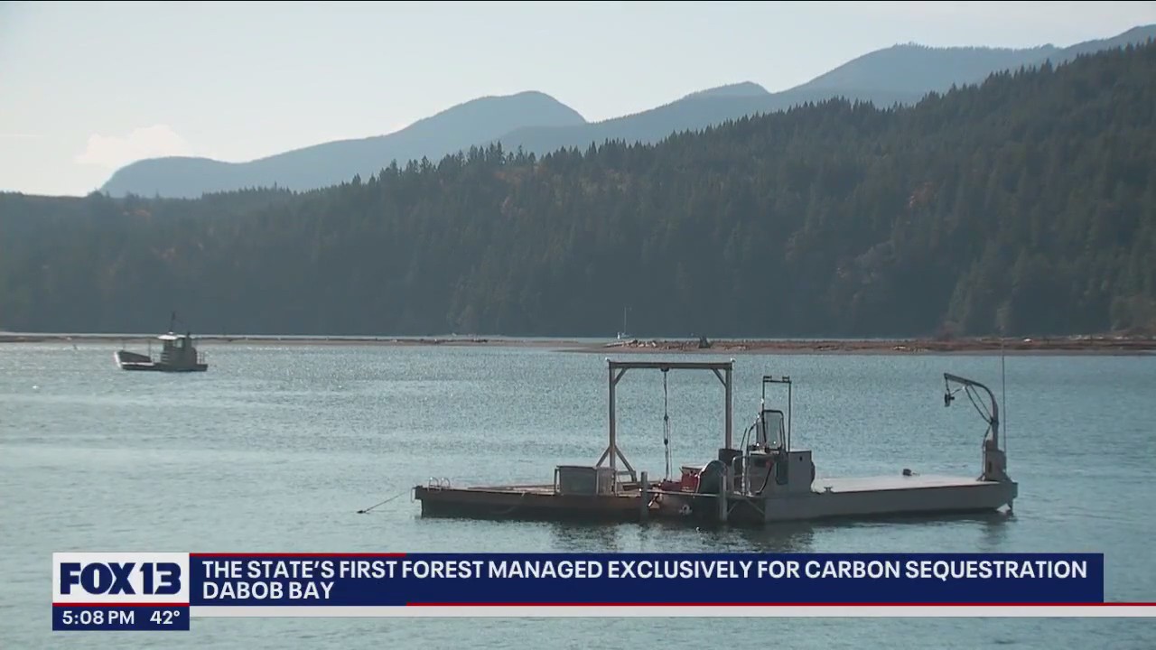 Washington's first forest managed exclusively for carbon sequestration
