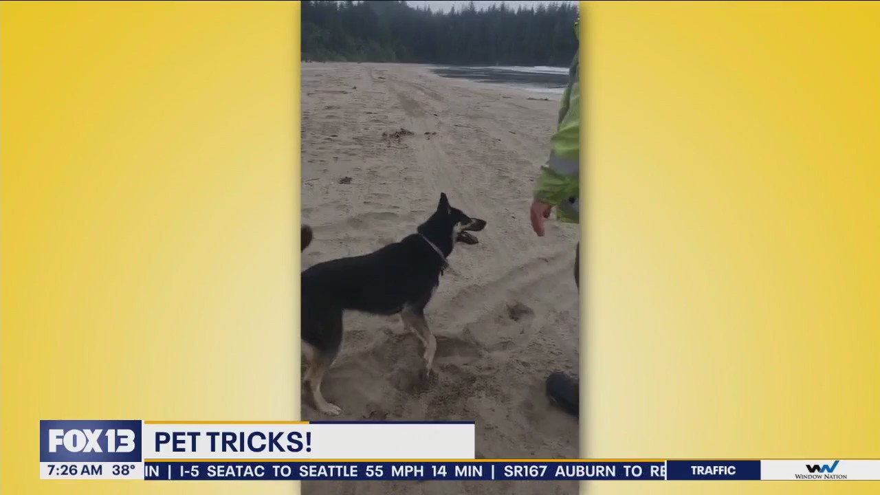 Pet Tricks for Wednesday, February 14