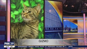 FurEver Home: May 8, 2022