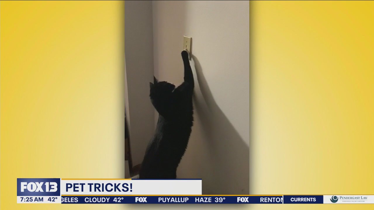 Pet Tricks for Monday, February 19