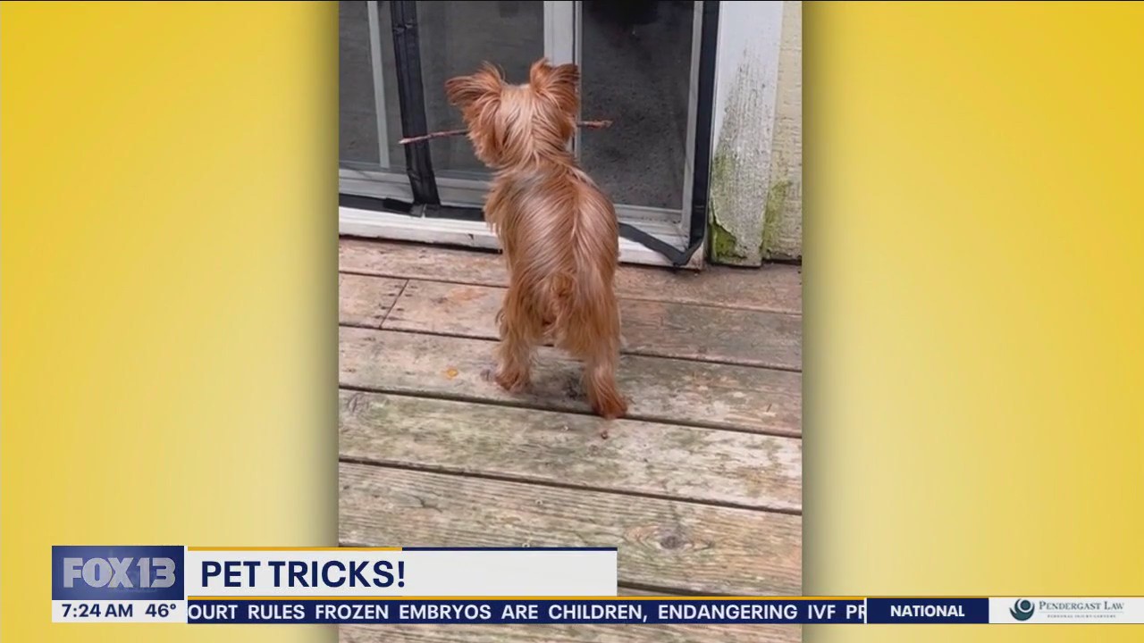 Pet Tricks for Wednesday, February 21