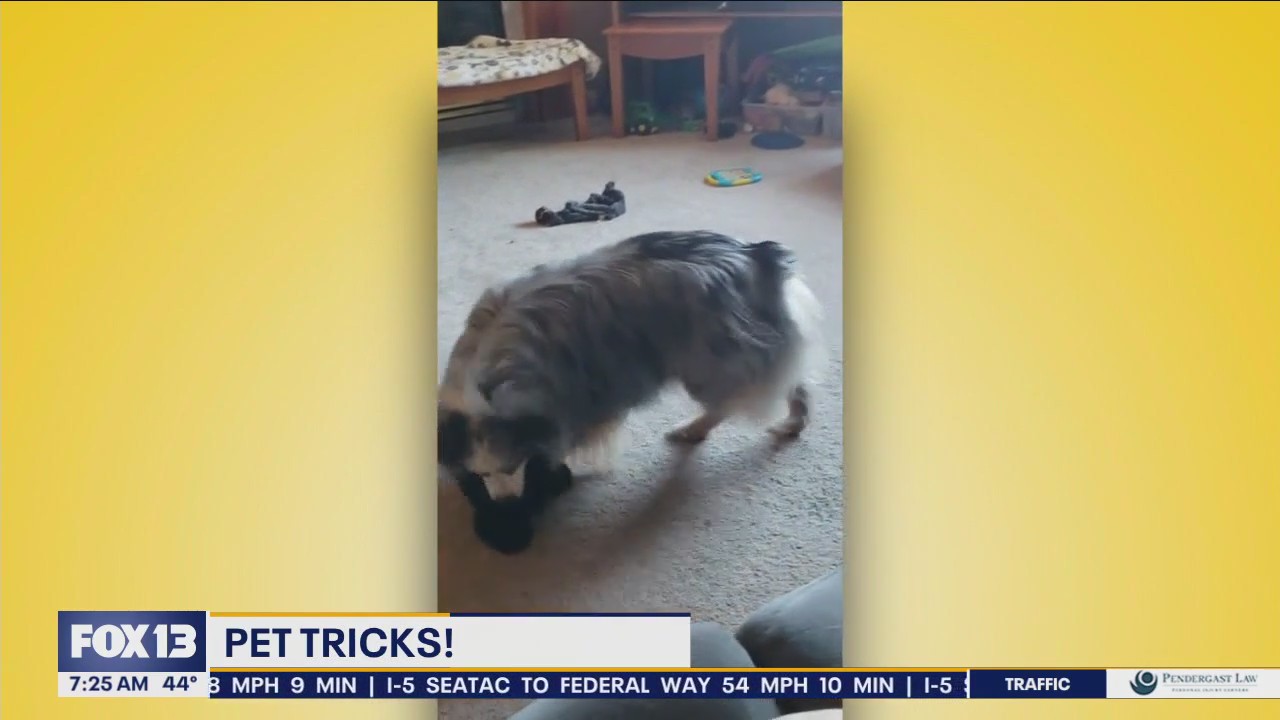 Pet Tricks for Tuesday, February 20