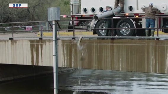 SRP releases thousands of fish into canals amid efforts to clean out vegetation