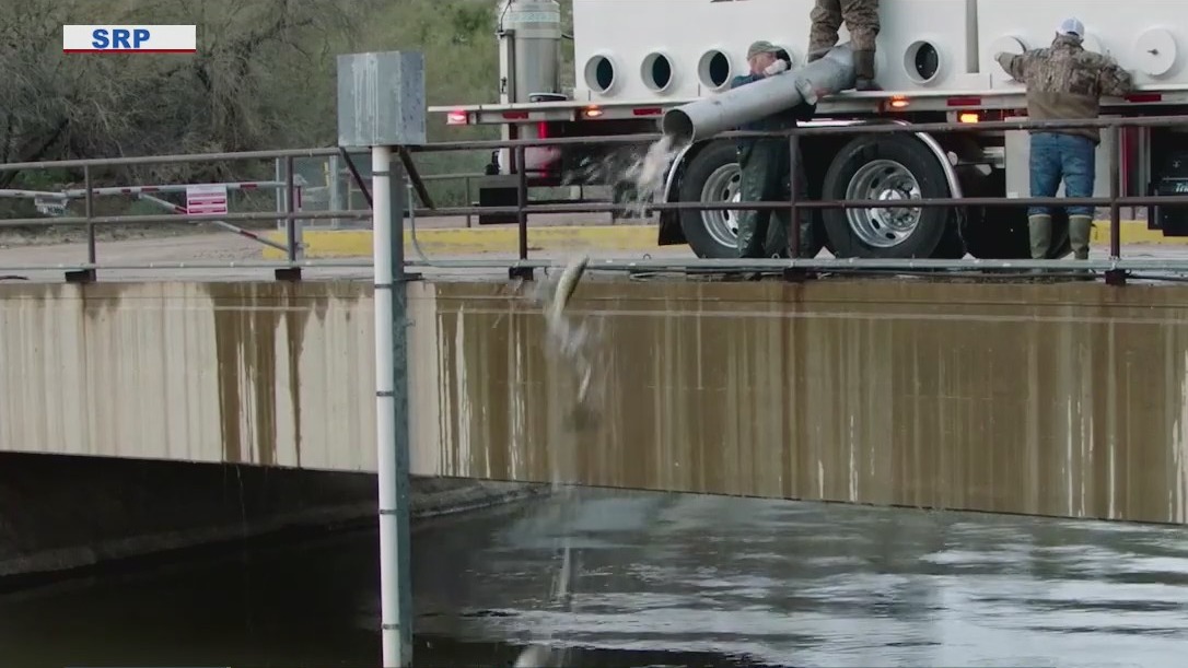 SRP releases thousands of fish into canals amid efforts to clean out vegetation