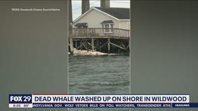 Body of humpback whale washes up in North Wildwood