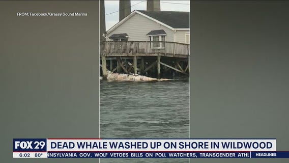 Body of humpback whale washes up in North Wildwood